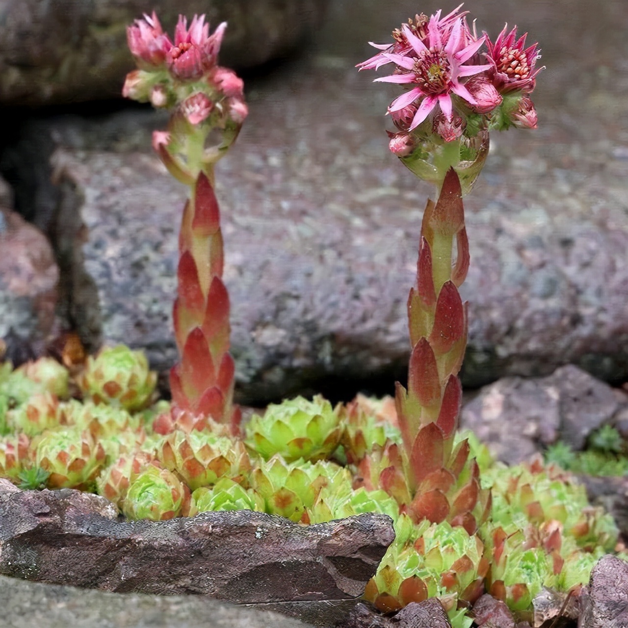 多肉中间开花怎么办,多肉分叉开花以后怎么处理