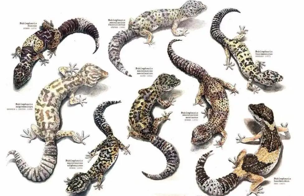 壁虎现实有那么毒么,人畜无害的壁虎为什么会列入五毒