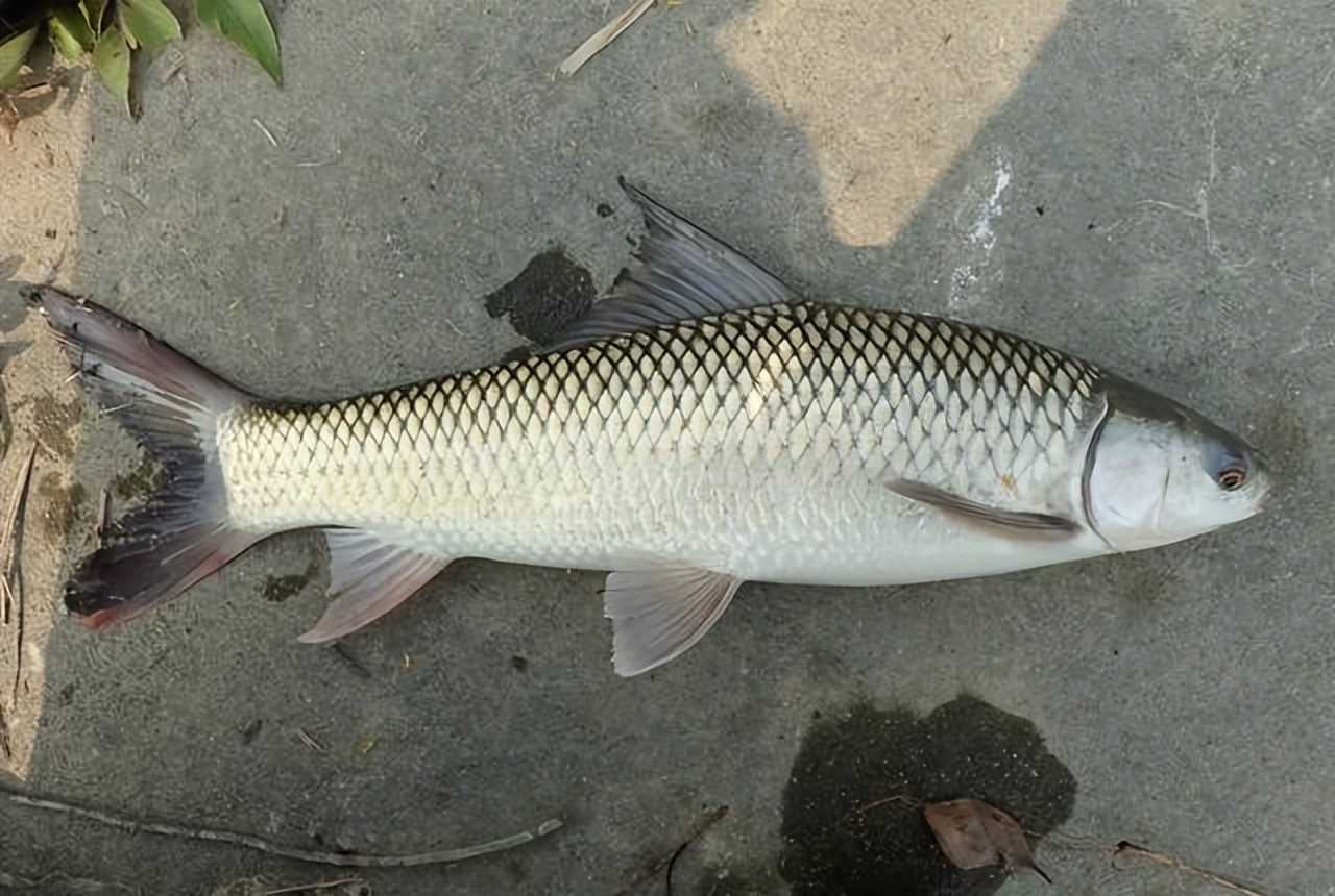 严禁放生或丢弃怎么无害化处理,外来物种入侵广东钓友最讨厌的鱼