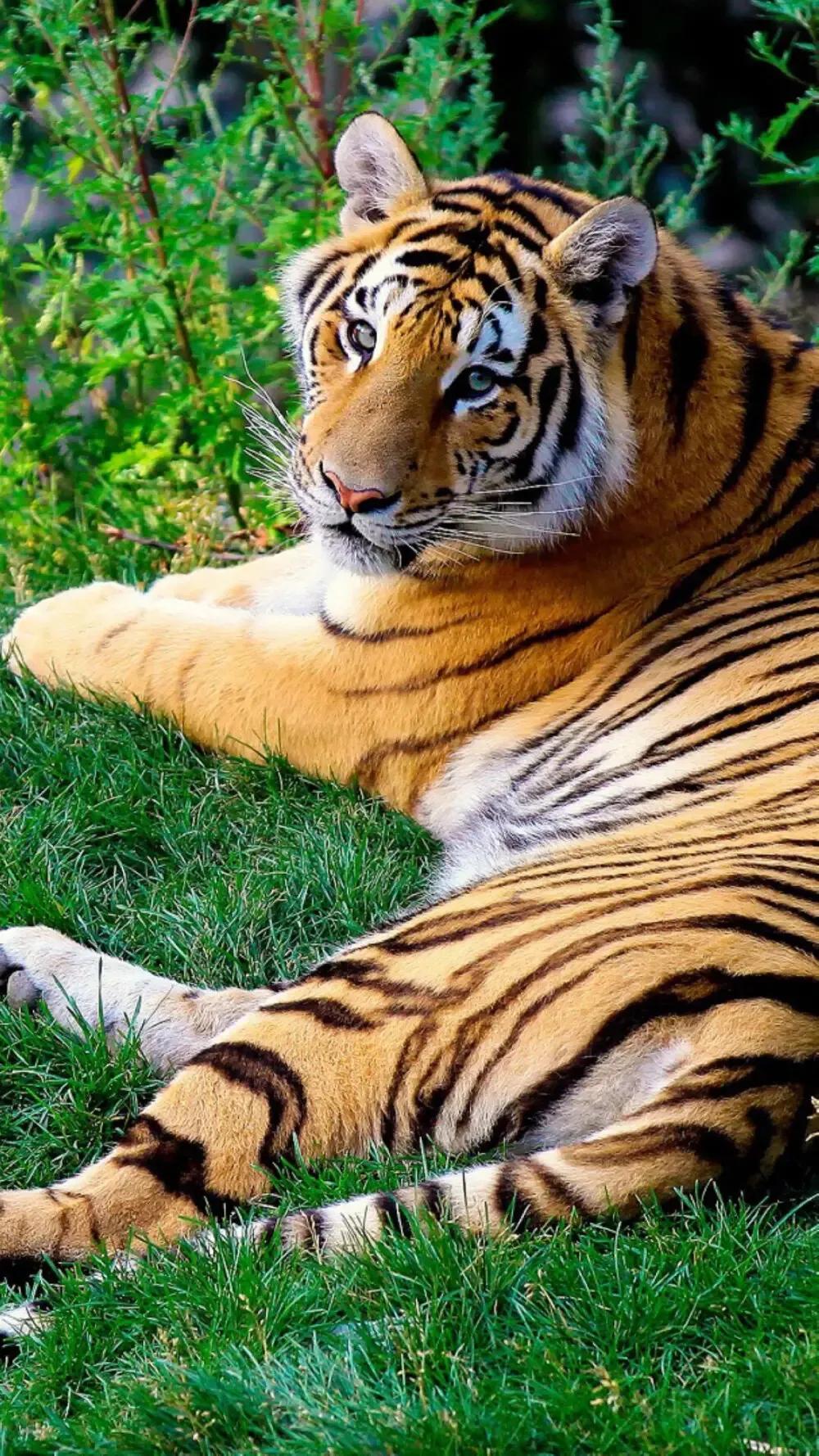 戏说老虎图文杂汇