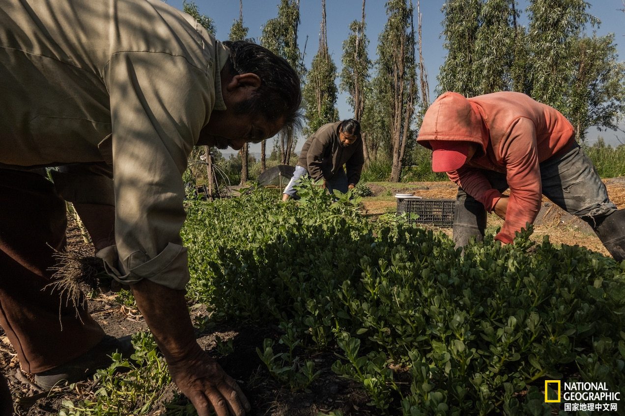 在一个小岛上种地卖菜是什么游戏,在一个岛上种地