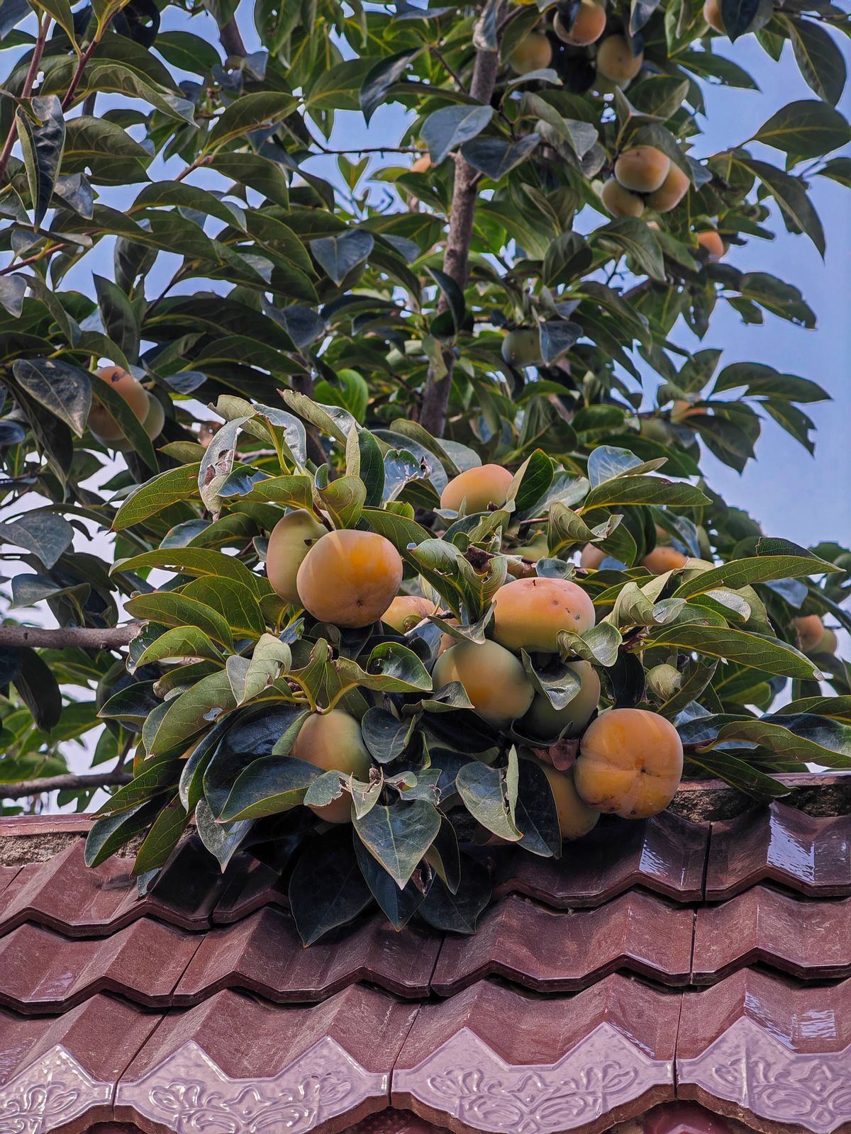 荣耀magic4至臻版体验一个月后,荣耀magic4至臻版全套实拍图