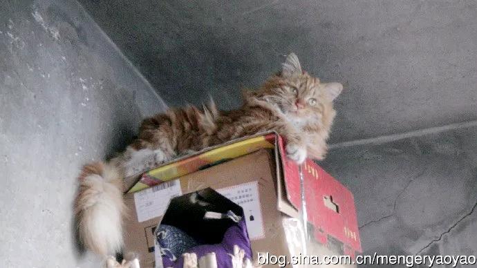 忧郁的毛毛小说,情缘伤感情歌