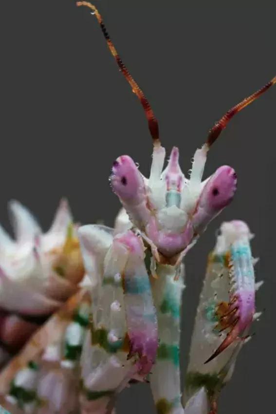 螳螂吃掉自己丈夫的头,螳螂为什么吃掉配偶螳螂吃蛇