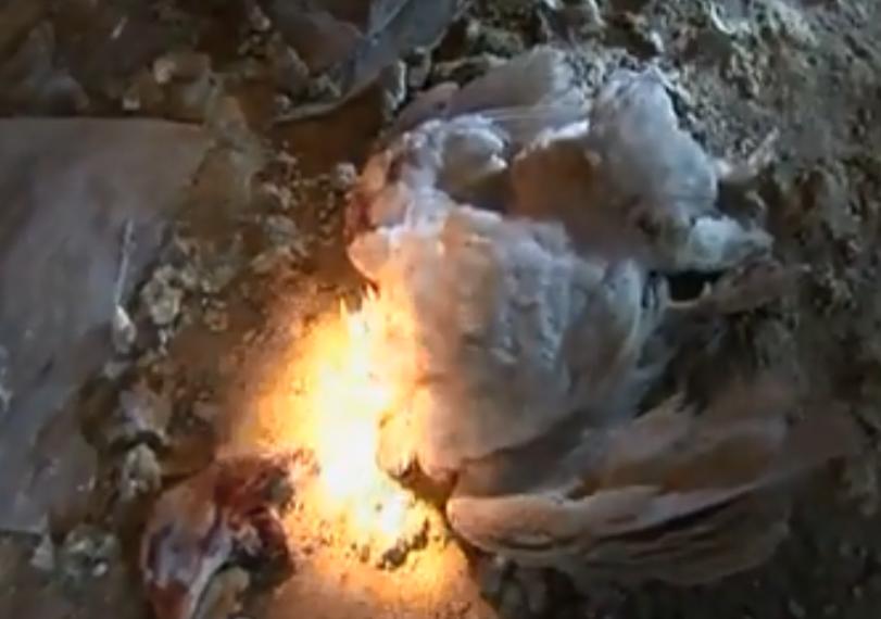 黑天鹅被盗事件,天鹅失踪事件