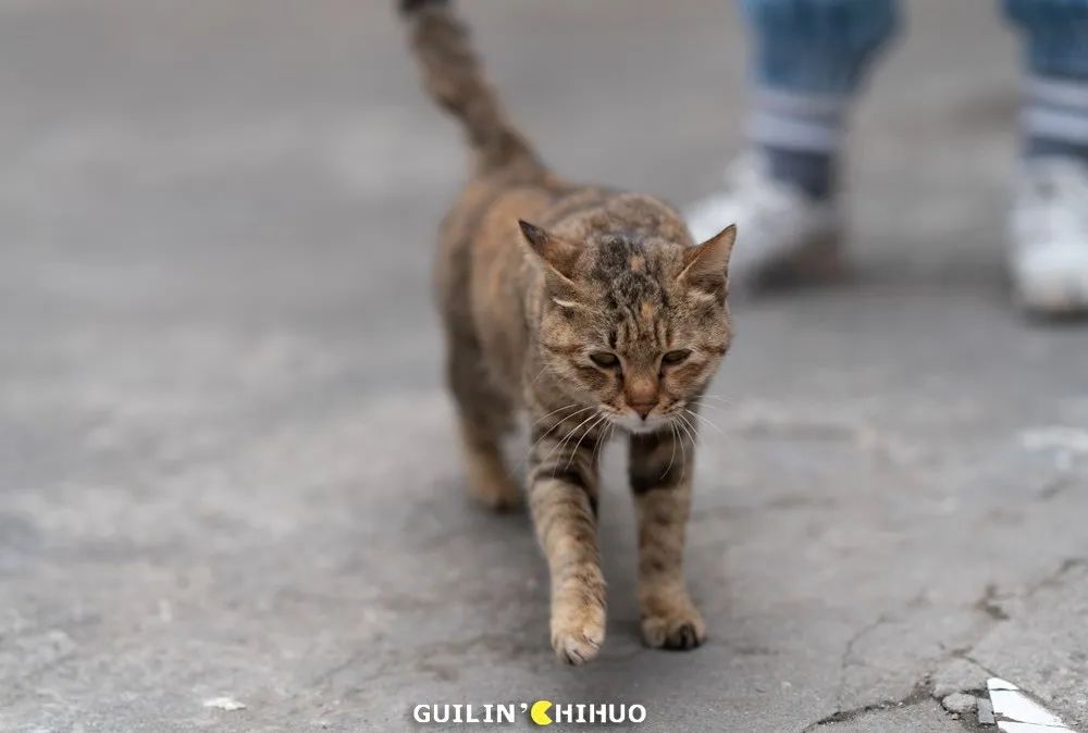 老字号石锅鱼31年老店,温岭石锅肥肠鱼