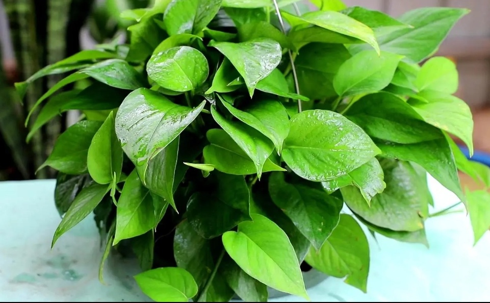 绿萝有黄叶子是什么原因造成的呢,绿萝出现黄叶有几种原因