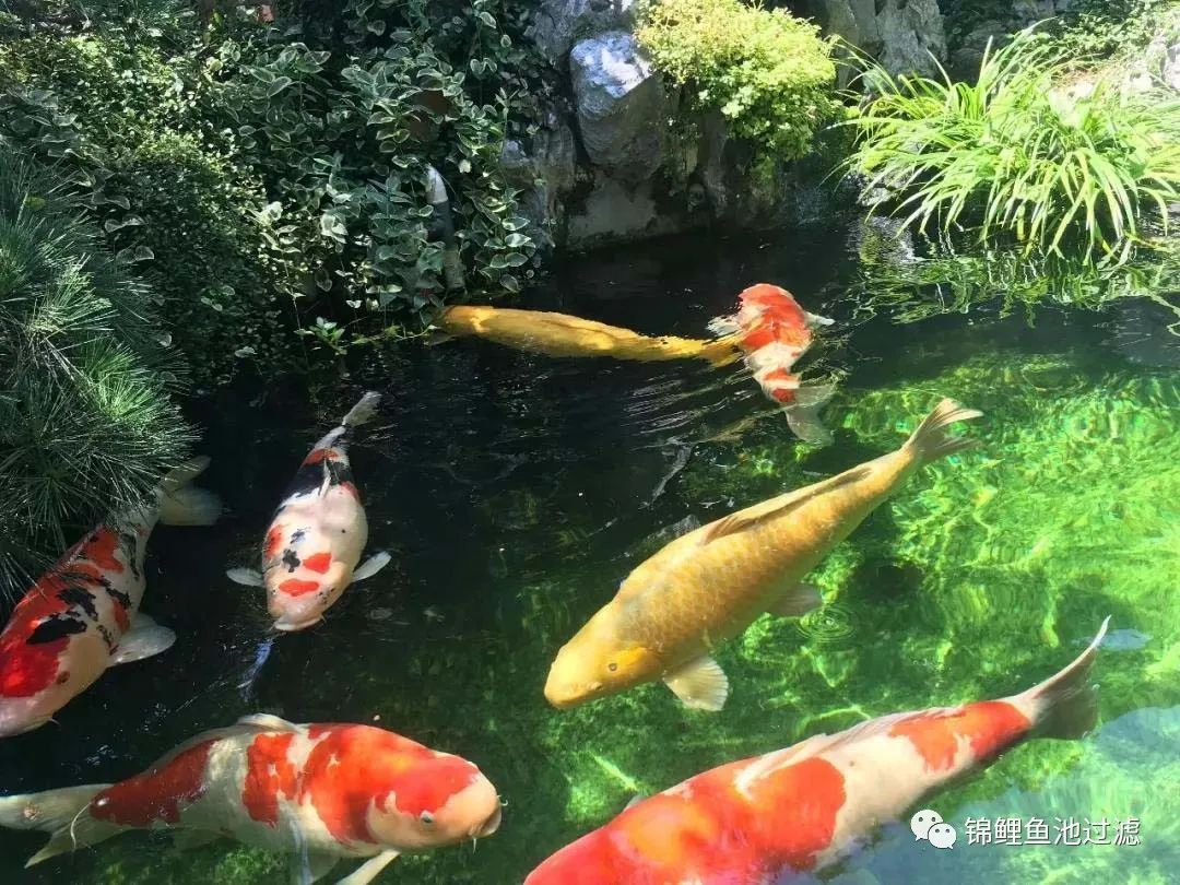 水色宜居的利弊,水色和水质是什么意思