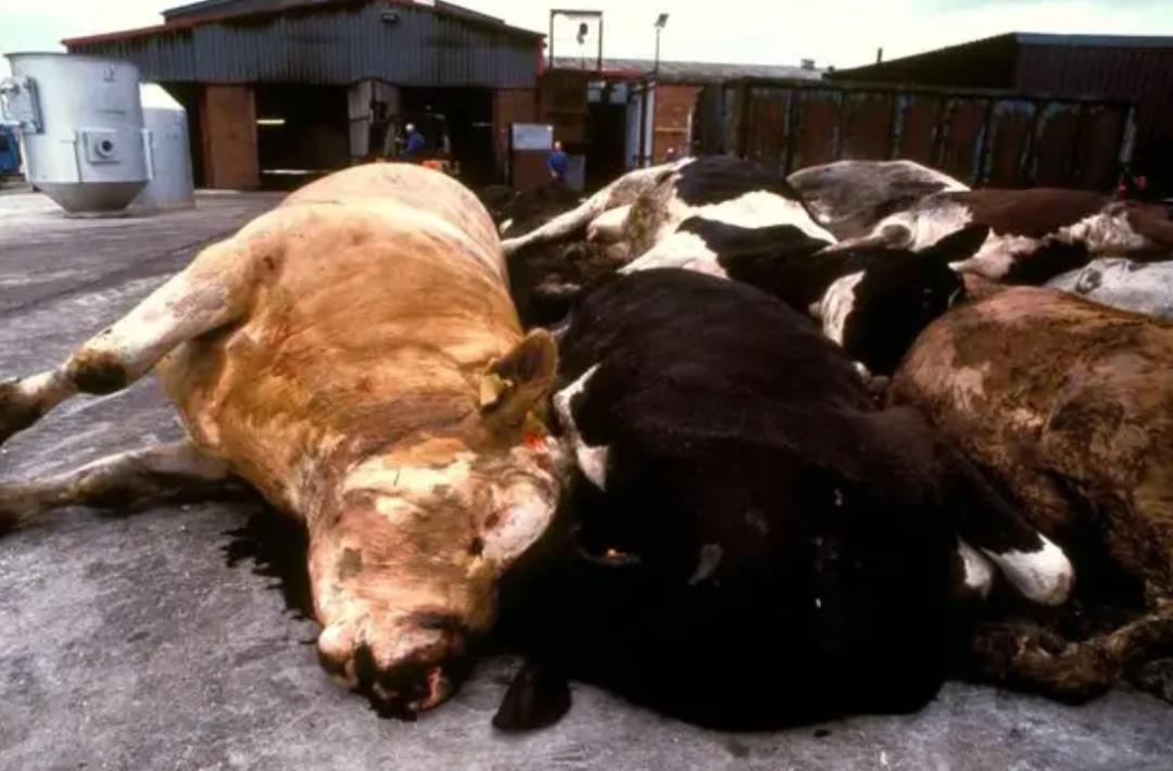 为什么人类爱吃熟食,人类为什么非要吃猪肉