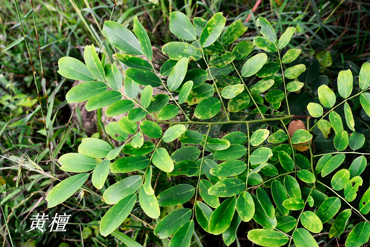 诗经中的伐檀,诗经伐檀是指哪里