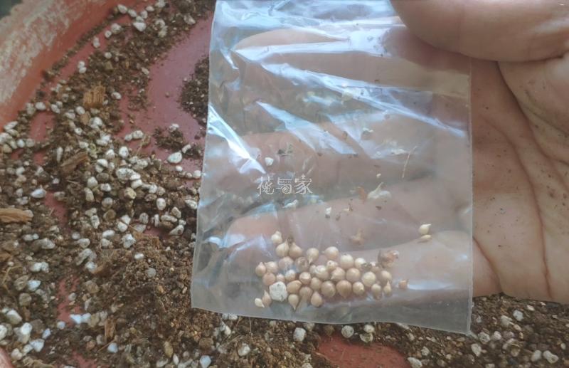 高温天气种植物会死吗,为什么天气热种花不能活