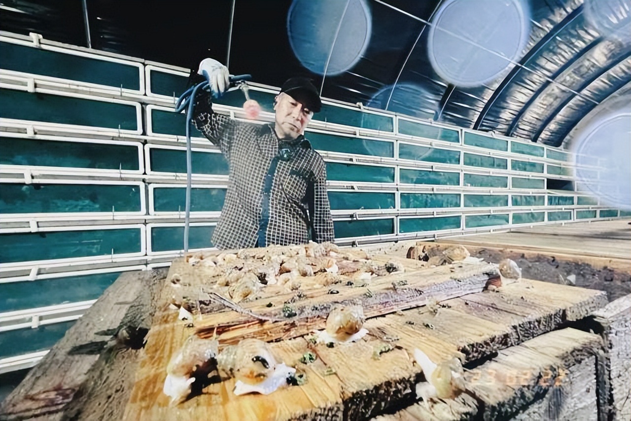 蜗牛可以做花肥吗,蜗牛做美容产品