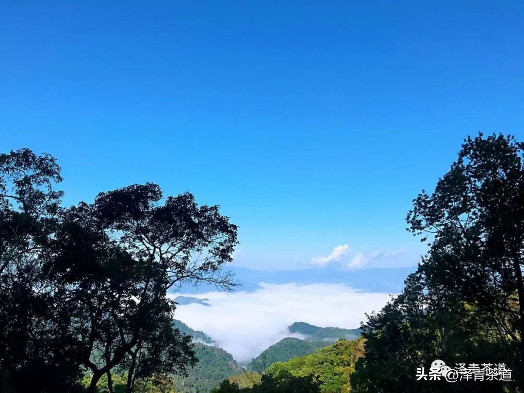 为什么茶树的南比北多,茶树生长的原因有哪些