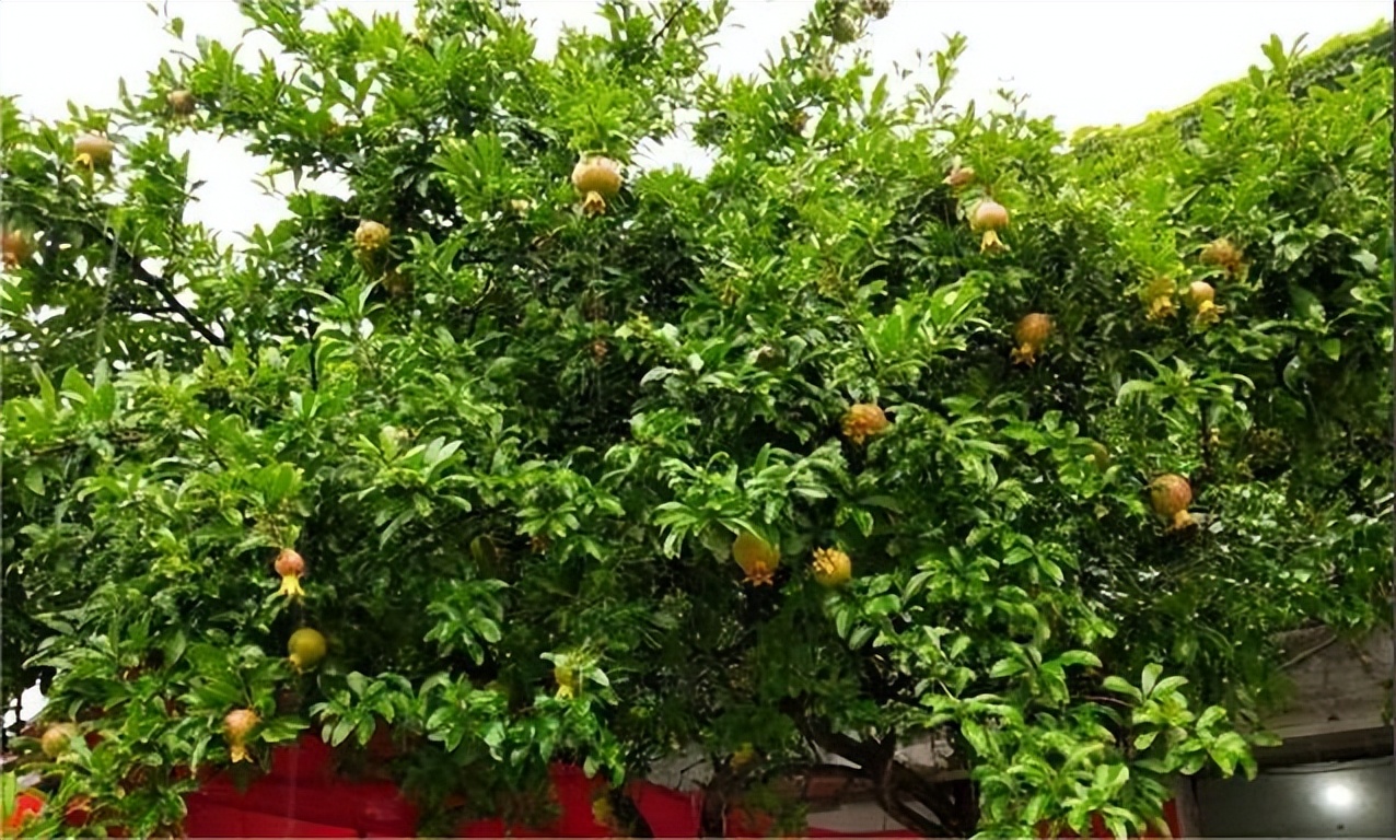 新乡newyork纽约,新乡newyork焦作叫什么