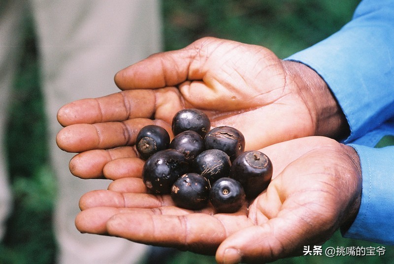 建国首日就与我国建交的非洲穷国，8种罕见水果，你见过几种