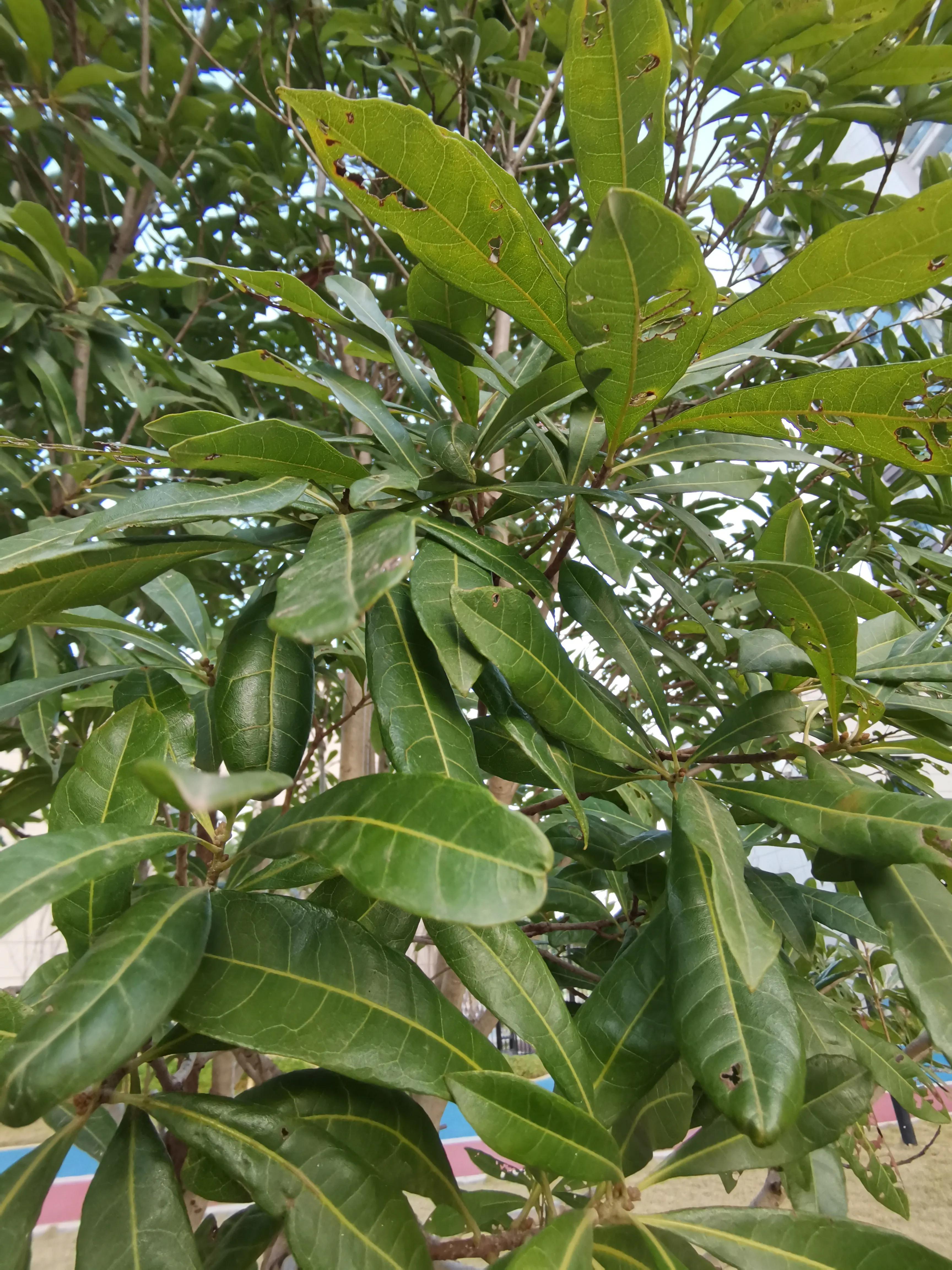 常见小区绿化100种植物图片,常见的小区绿化植物