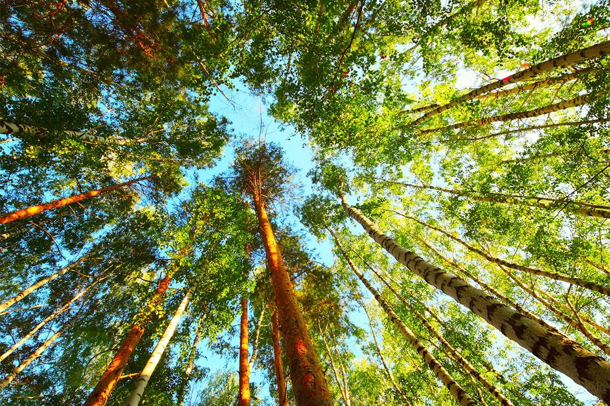 植物生长方向与重力有关吗,为什么植物总是摇晃着生长