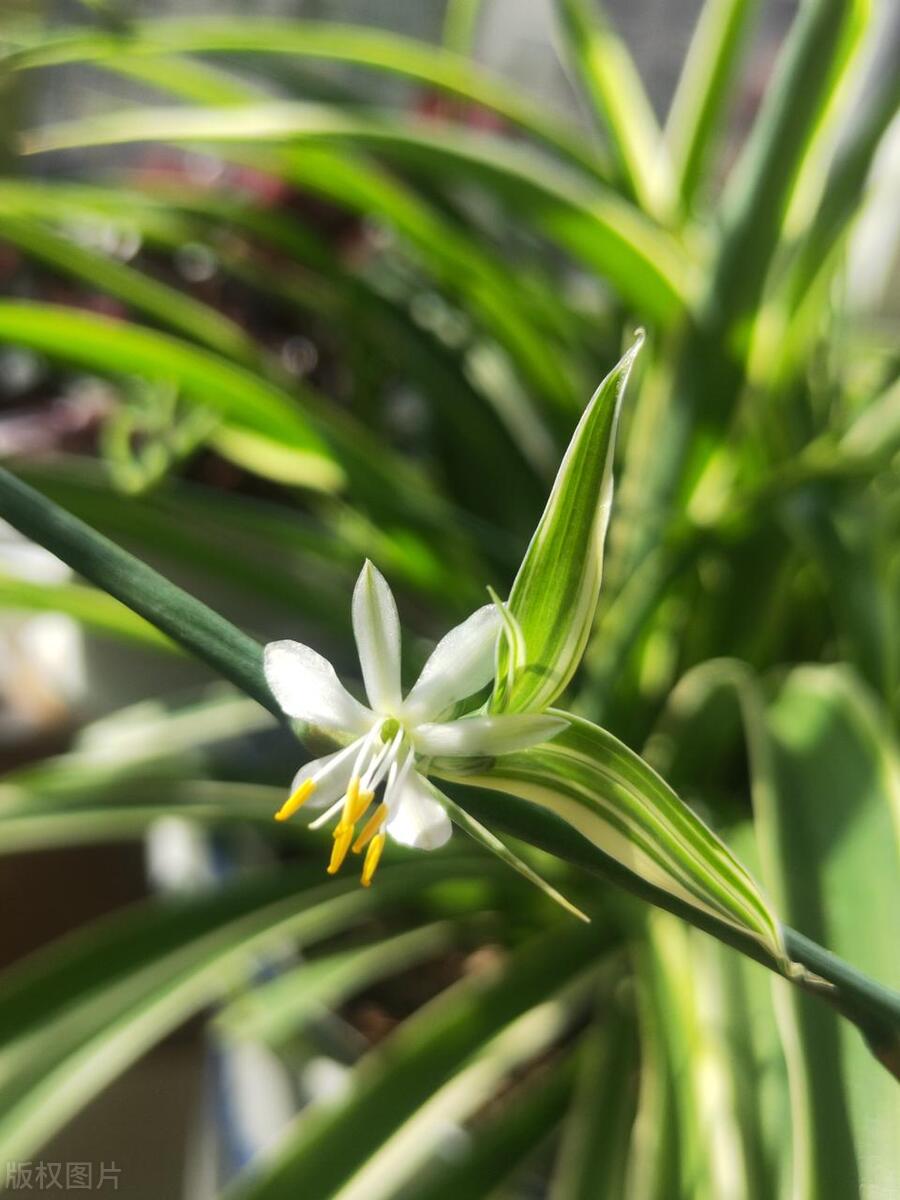 金边吊兰长出藤花剑有用吗,金边吊兰的茎为什么有再生能力