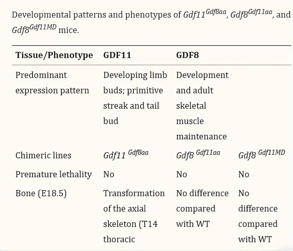 探究GDF11和GDF8氨基酸替代对骨骼发育相关信号通路的实用性研究