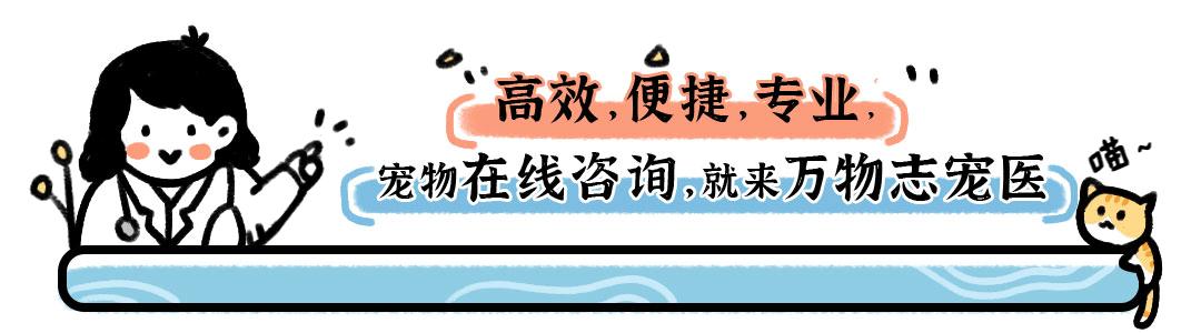 兔子的尾巴长不了打一字,你知道其实兔子的尾巴并不短吗