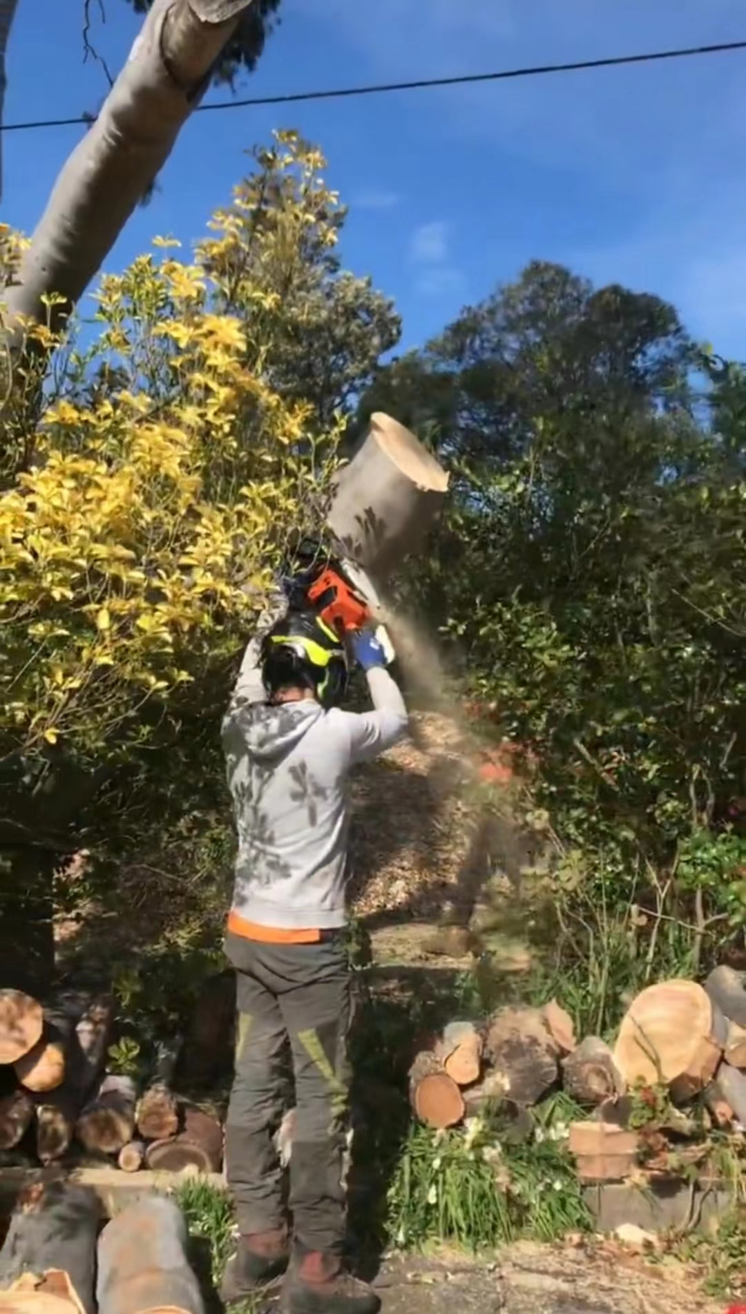 去加拿大当伐木工,如何去加拿大做伐木工