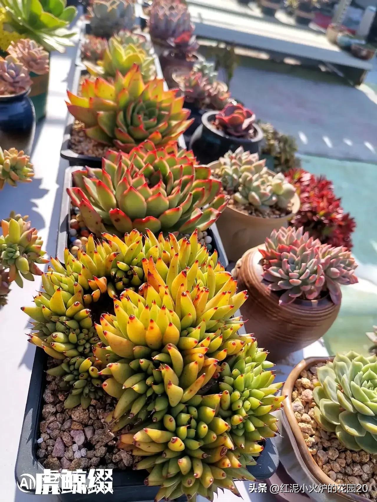 说说你生活中踩过的坑,那些年我踩过的坑原视频