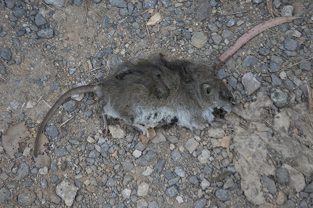 有什么好的办法可以治家里老鼠,老鼠怎么预防和消灭