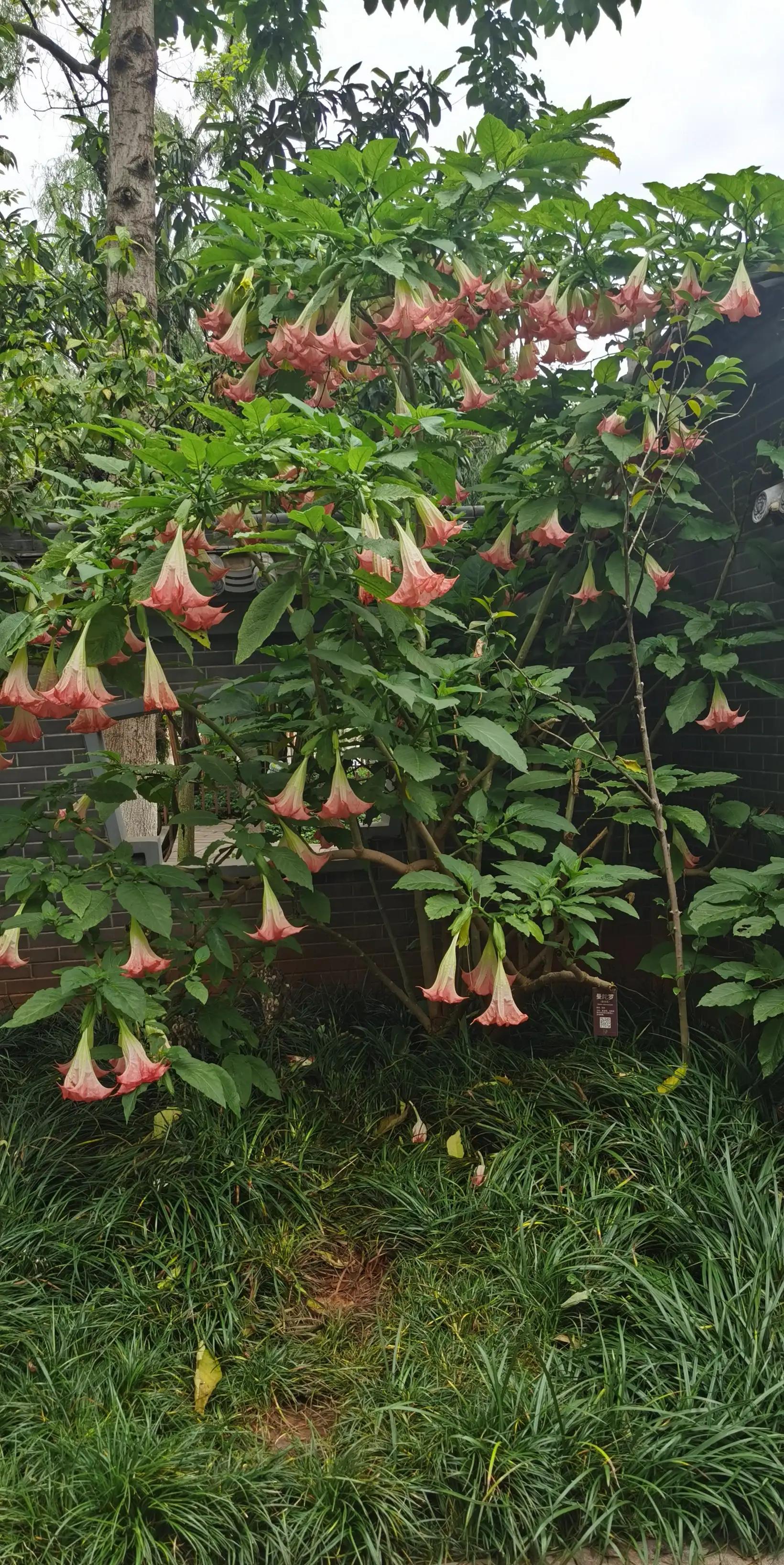 昆明翠湖，“荷”你有约