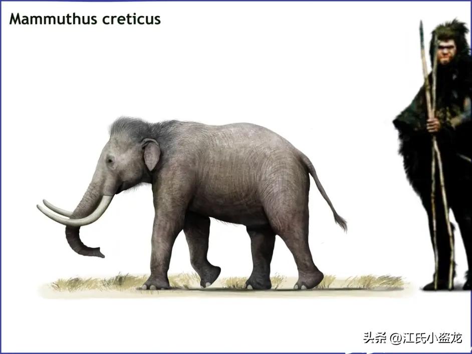 猛犸象遗迹,西普塔岛猛犸象