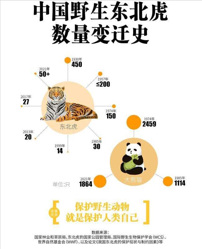 东北虎完达山一号咬死人了吗,完达山一号东北虎多少重