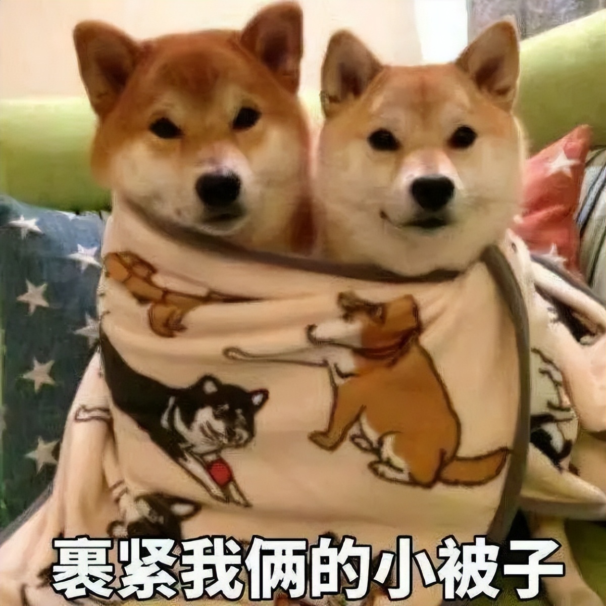 怎样诊断犬猫高血压 (正常状态下犬猫的血压值)