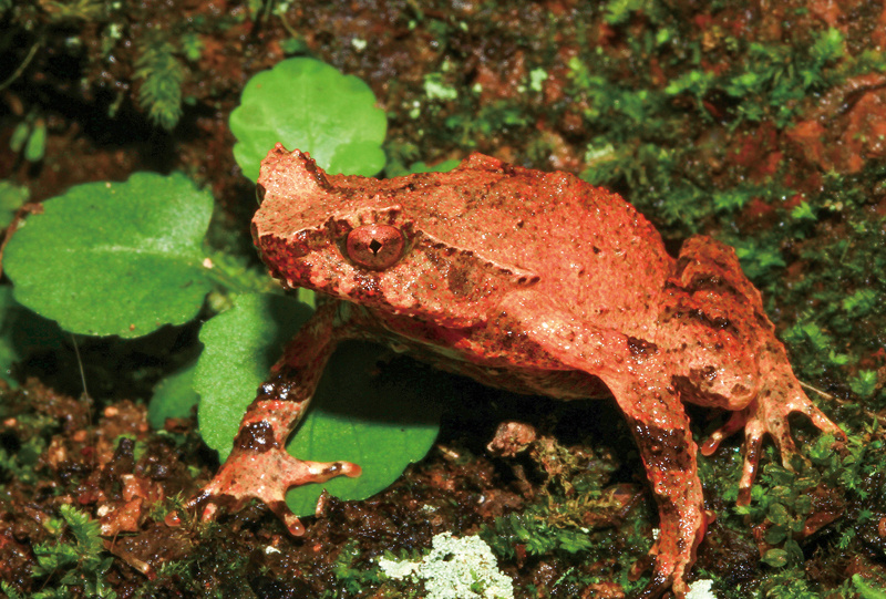 国家公园现状,国家公园与生物多样性
