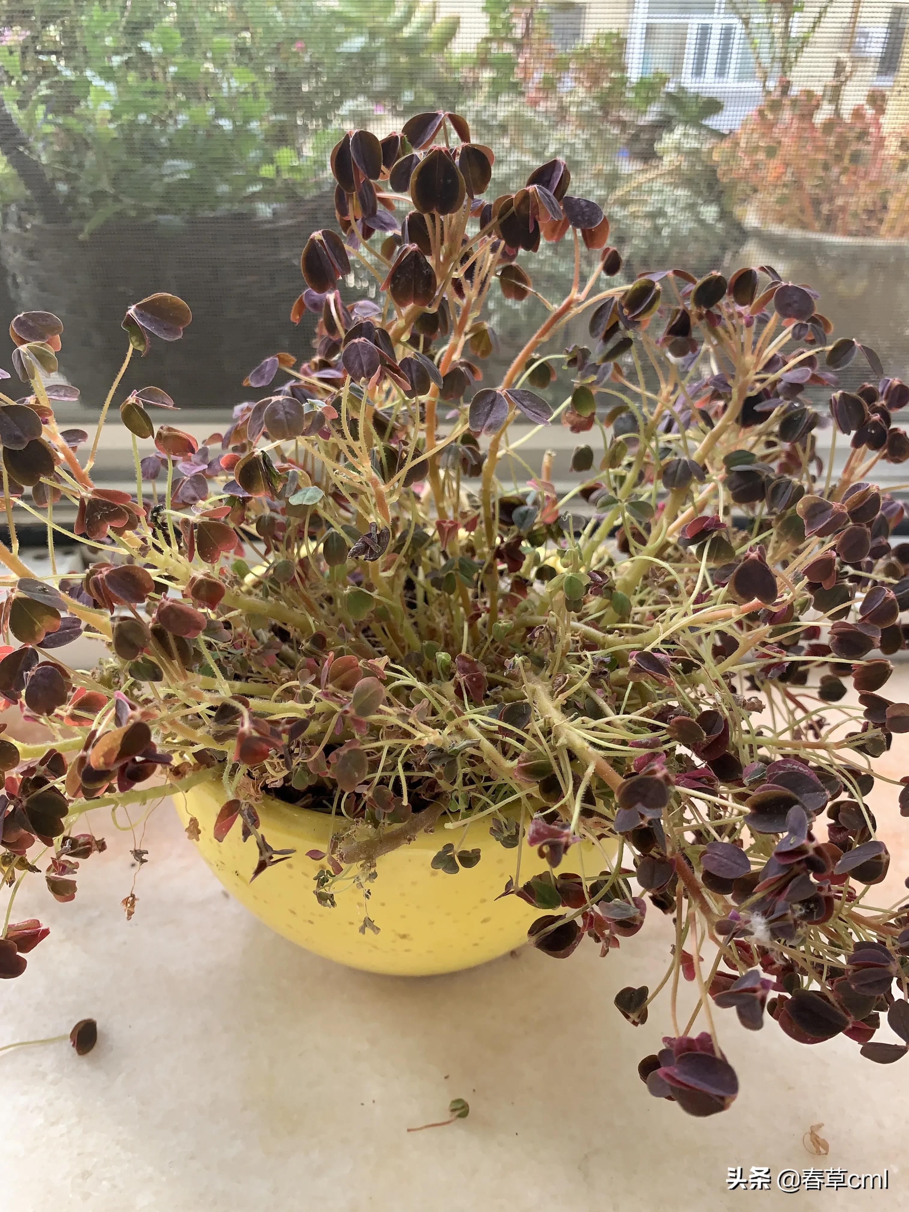 家里的花都被猫弄了怎么办,家里的花被别人摘了怎么办