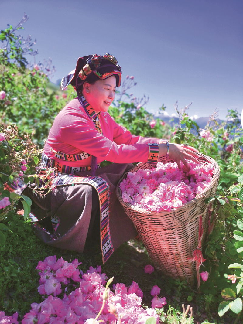 陈望慧高原玫瑰视频,陈望慧高原玫瑰央视报道