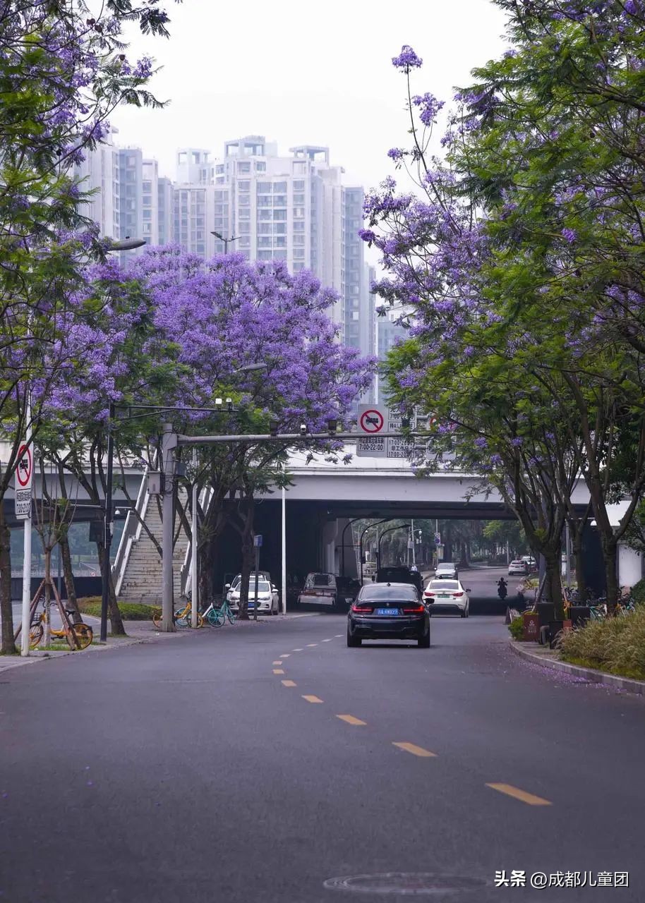 成都武晋路蓝花楹,昆明街头蓝花楹绽放成梦幻花海