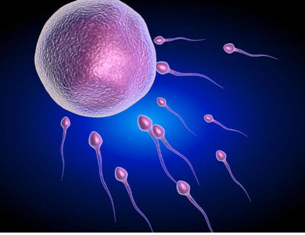 进入女性体内后,没“受精”成功的精子都去哪儿了?既好笑又心疼