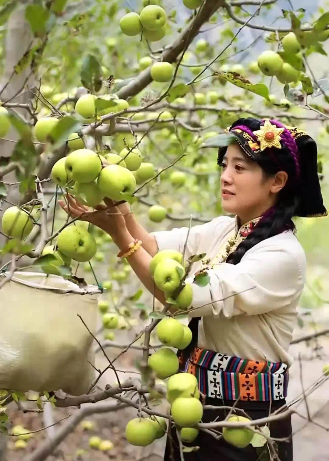 四川女孩嫁藏族小伙放弃百万年薪,四川女孩嫁甘肃农村视频