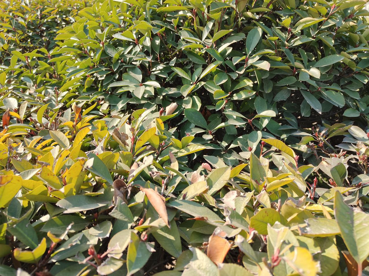 真我gtneo5正式发布支持240w闪充,真我gtneo5将搭载240w快充