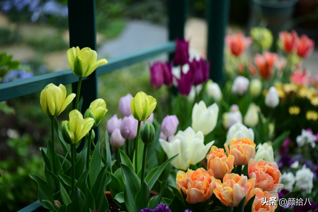 盘点今年河马花园里最美的几款郁金香|园丁