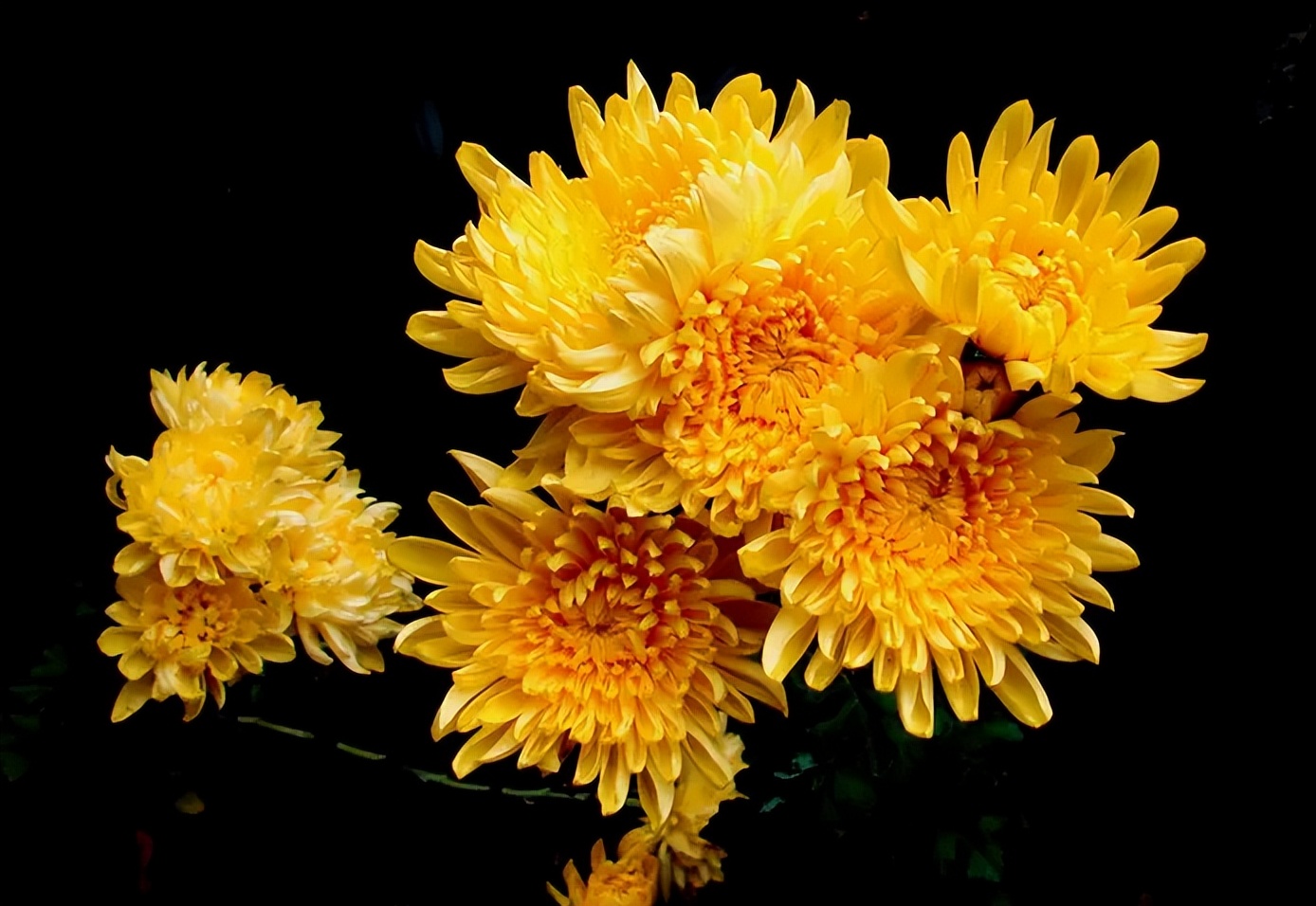 什么样的菊花泡水最好呢,菊花用哪种品种的泡水喝好