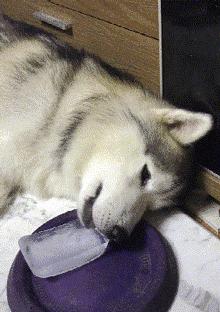 夏日养狗避坑指南,夏天如何养狗