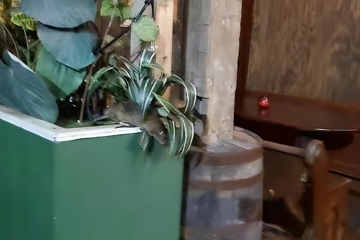 为什么农村的老鼠会消失,农村看不到老鼠了怎么回事