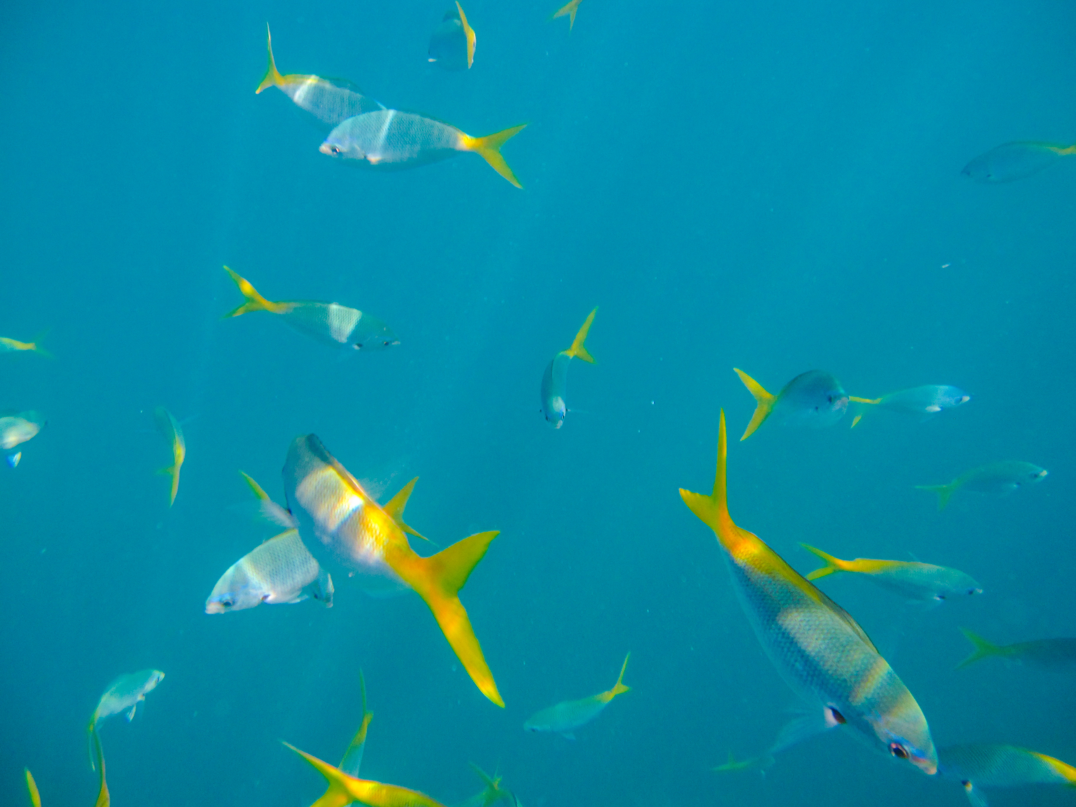 上帝的水族箱,上帝的鱼缸马尔代夫