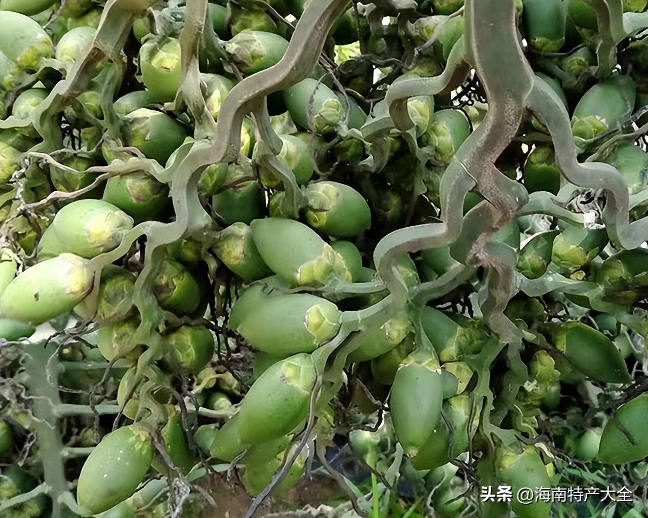 海南槟榔茅酒价格 (2021海南槟榔生果价格)