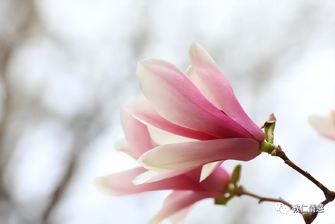 成年人聊天工具,成年人的聊天工具