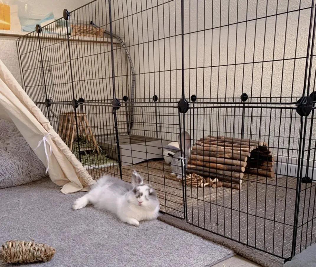 新手养兔指南小说,新手养兔指南免费