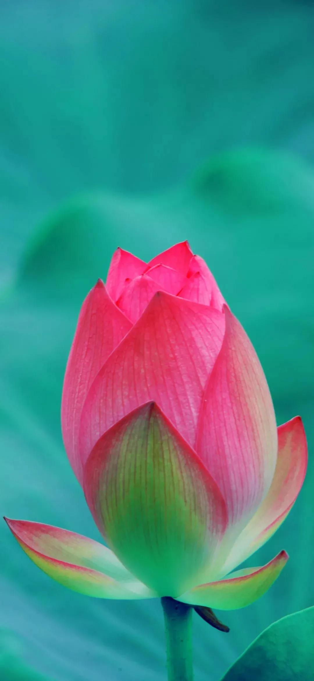 漂亮美丽的荷花壁纸,雨中荷花壁纸荣盛城