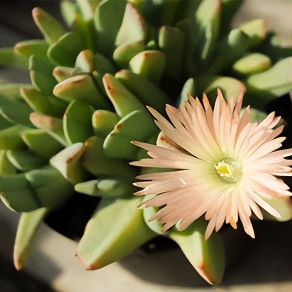 102个大类近500个多肉植物图片，都极其美丽，建议在家中也养一盆