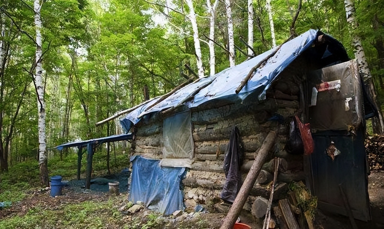 民国的长白山有种山客，他们采“桦树茸”，这活可不是谁都能干的