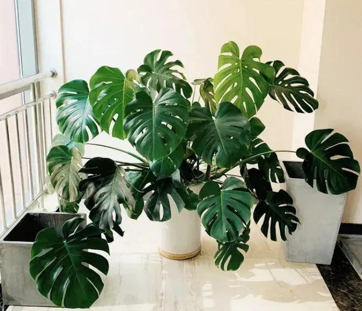 什么绿植去除甲醛效果最好,家里除甲醛什么绿植最好